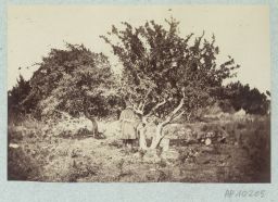 Le kavas Mustafa © Musée Guimet, Paris, Distr. Rmn / Image Guimet Le kavas Mustafa © Musée Guimet, Paris, Distr. Rmn / Image Guimet