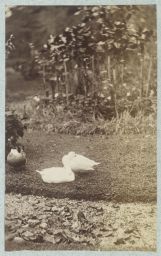 Canards dans un parc © Musée Guimet, Paris, Distr. Rmn / Image Guimet Canards dans un parc © Musée Guimet, Paris, Distr. Rmn / Image Guimet